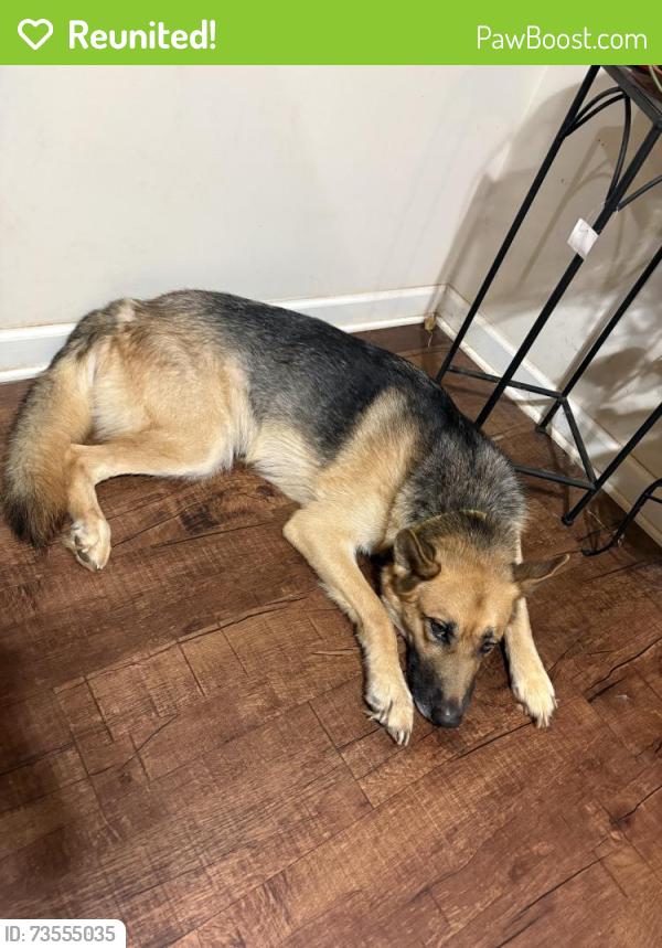 Reunited Female Dog last seen Jonesboro rd, Hampton, GA 30228