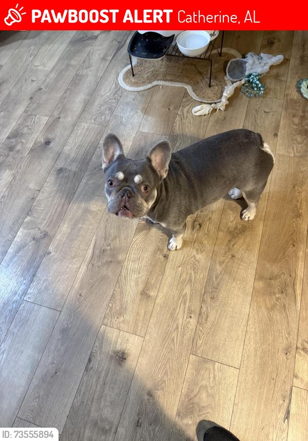 Lost Male Dog last seen Hwy5, Catherine, AL 36720