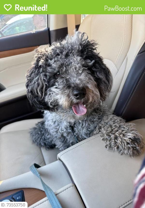 Reunited Male Dog last seen Mount Vernon Dr & Huntington Ave, Huntington, VA 22303