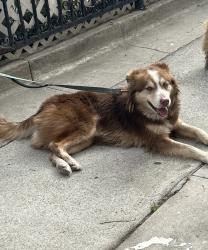 Lost Female Dog last seen Wall st and 48th st, Los Angeles, CA 90011
