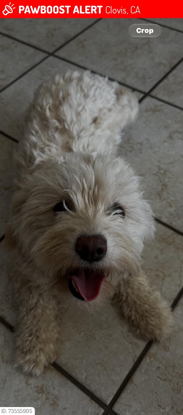 Lost Female Dog last seen Gettysburg, Clovis, CA 93611