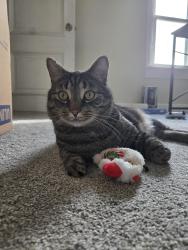 Reunited Male Cat last seen Corner of Coral and Third St, Lancaster, PA 17603