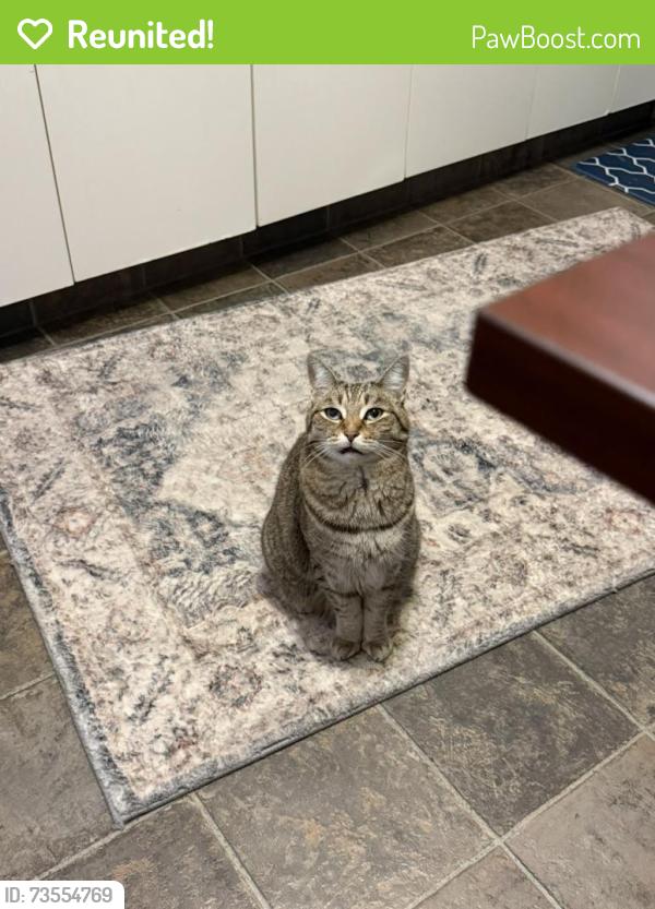 Reunited Female Cat last seen Front of the elp library, Edmonton, AB T5G 1P5