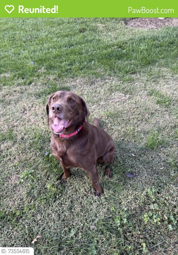 Reunited Male Dog last seen Three chopt and parham, Richmond, VA 23229