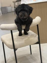 Lost Male Dog last seen Jp taravella, Coral Springs, FL 33071