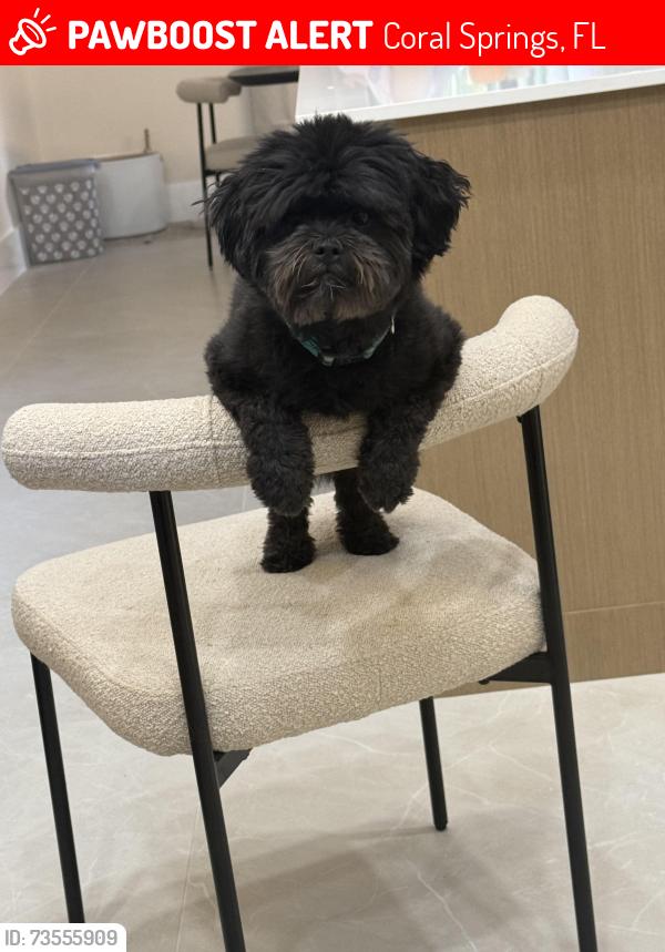 Lost Male Dog last seen Jp taravella, Coral Springs, FL 33071