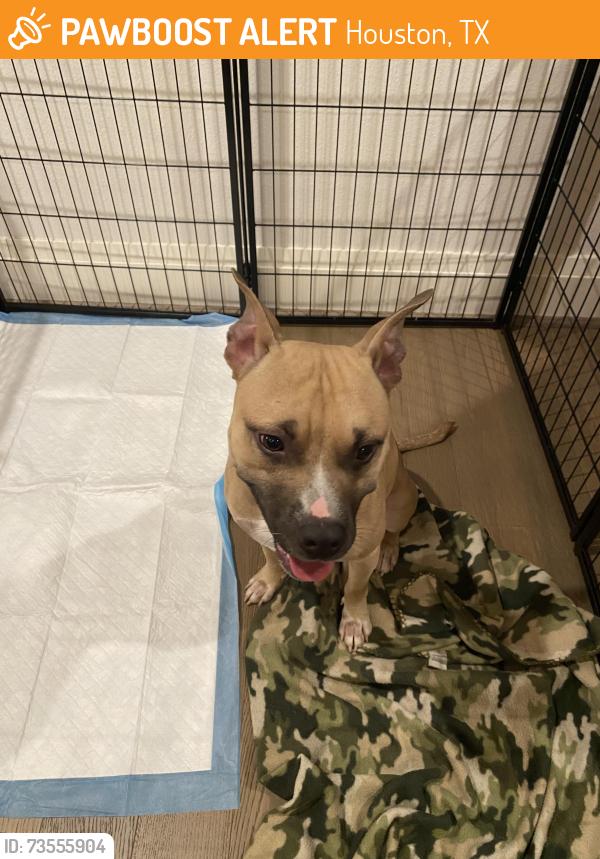 Found/Stray Unknown Dog last seen Glenfield Ct & Willowbend Blvd, Houston, TX 77096