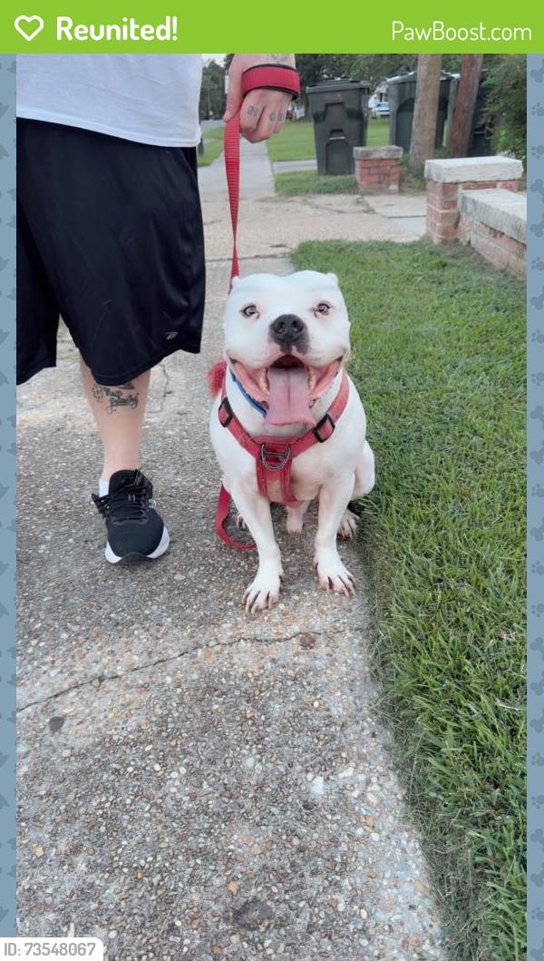 Reunited Male Dog last seen Near b s Pearl st, Princeton, NC 27569