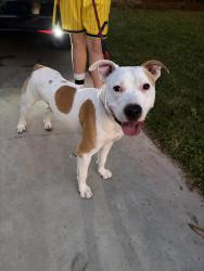 Found/Stray Male Dog last seen Windsor and first, Los Angeles, CA 90004