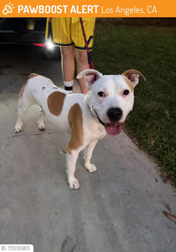 Found/Stray Male Dog last seen Windsor and first, Los Angeles, CA 90004