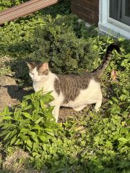 Reunited Male Cat last seen Irving park and Long, Chicago, IL 60641
