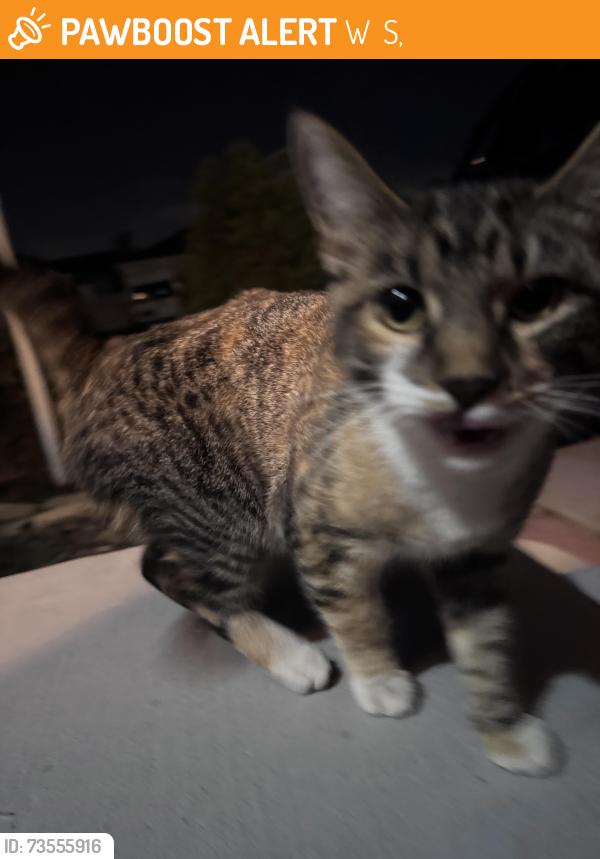 Found/Stray Female Cat last seen Near w 3100 s, W 3100 S,  84120