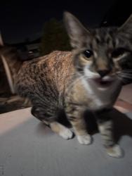 Found/Stray Female Cat last seen Near w 3100 s, W 3100 S,  84120