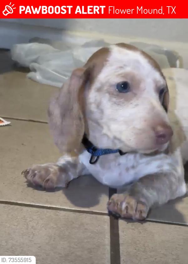 Lost Male Dog last seen Near yucca drive, Flower Mound, TX 75028