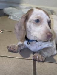 Lost Male Dog last seen Near yucca drive, Flower Mound, TX 75028