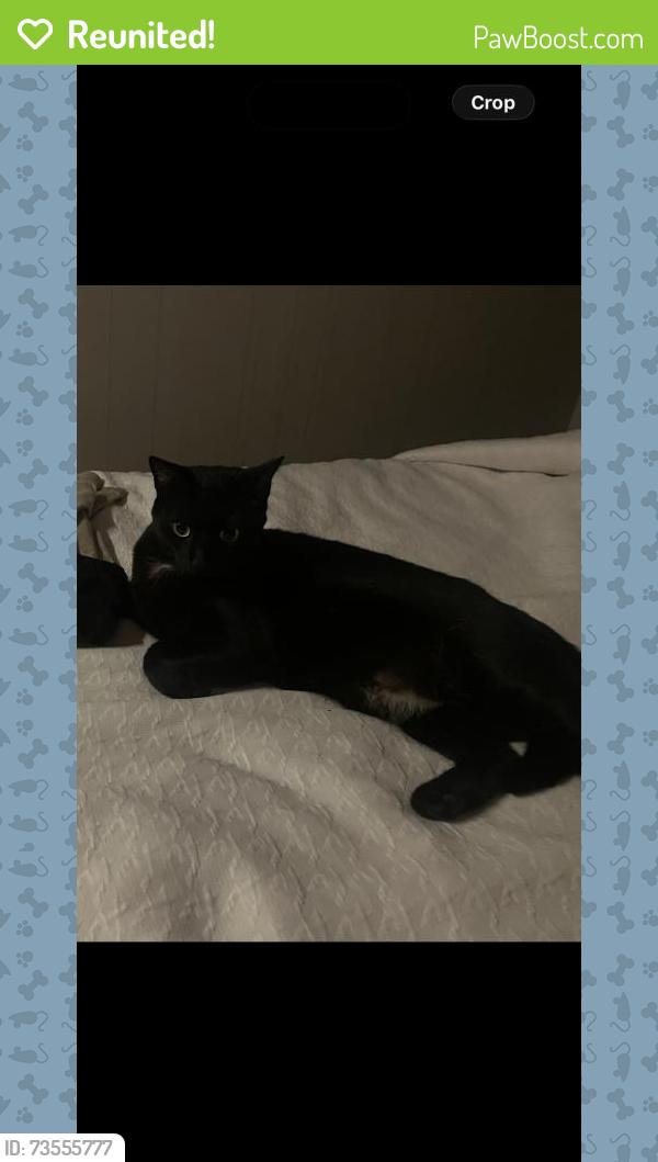 Reunited Female Cat last seen Rainbow Ln, Highland, CA, USA, Highland, CA 92346