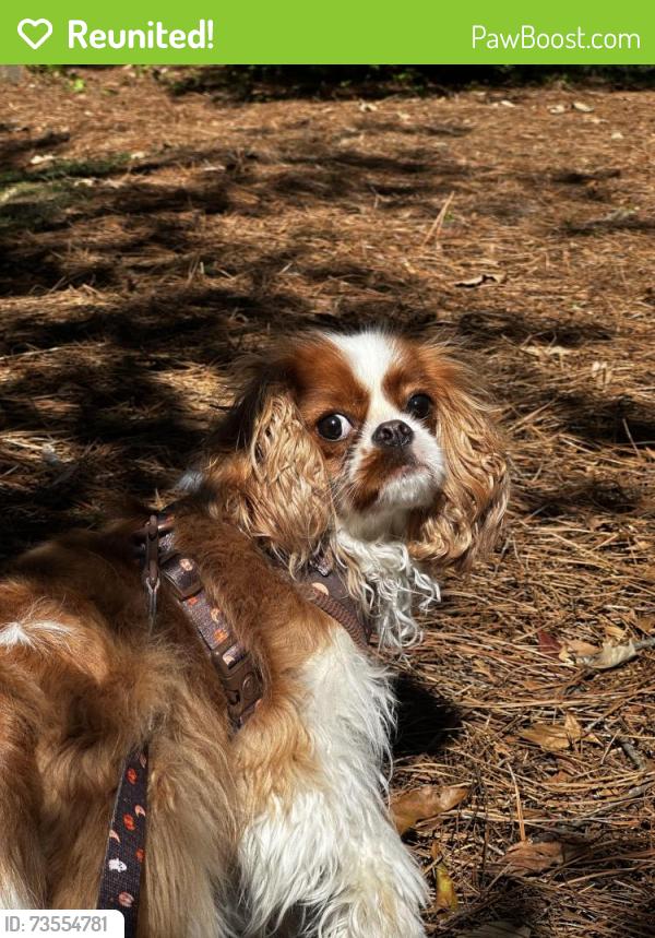Reunited Female Dog last seen Near Memorial Dr, Gainesville, GA 30501, USA, Gainesville, GA 30501