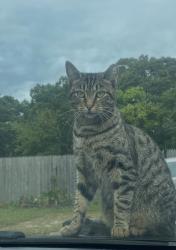 Lost Female Cat last seen McGraw street Near kohls, Shirley, NY 11967
