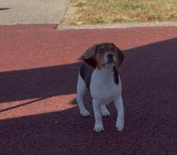 Found/Stray Female Dog last seen Rossmoor X Monaco, Louisville, KY 40219