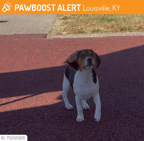 Found/Stray Female Dog last seen Rossmoor X Monaco, Louisville, KY 40219