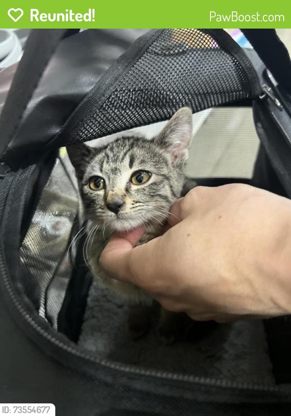 Reunited Female Cat last seen Rosewood st, Mount Vernon, WA 98274