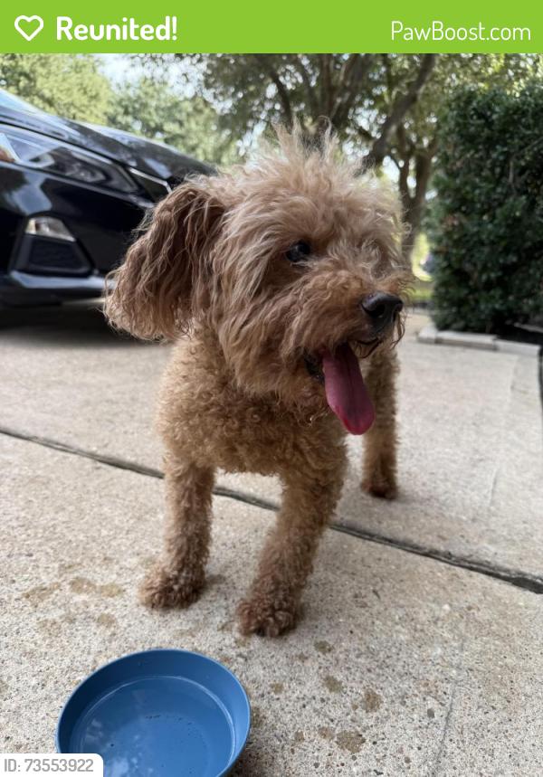 Reunited Male Dog last seen Roseglade Dr, Houston, TX 77429