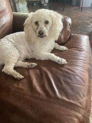 Lost Male Dog last seen Sandario, Tucson, AZ 85743