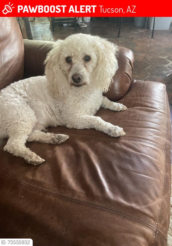 Lost Male Dog last seen Sandario, Tucson, AZ 85743
