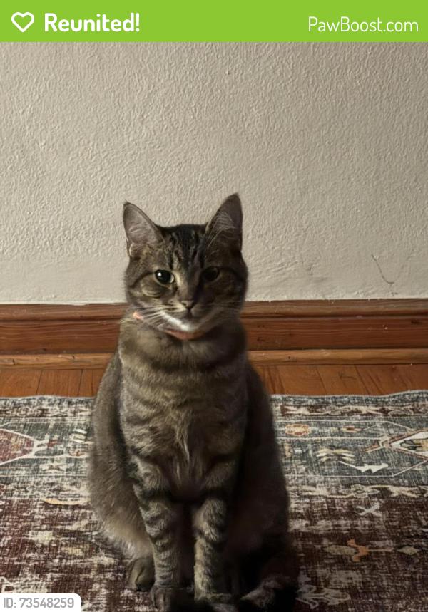 Reunited Female Cat last seen Afghan Kabob hse, St. Louis, MO 63139