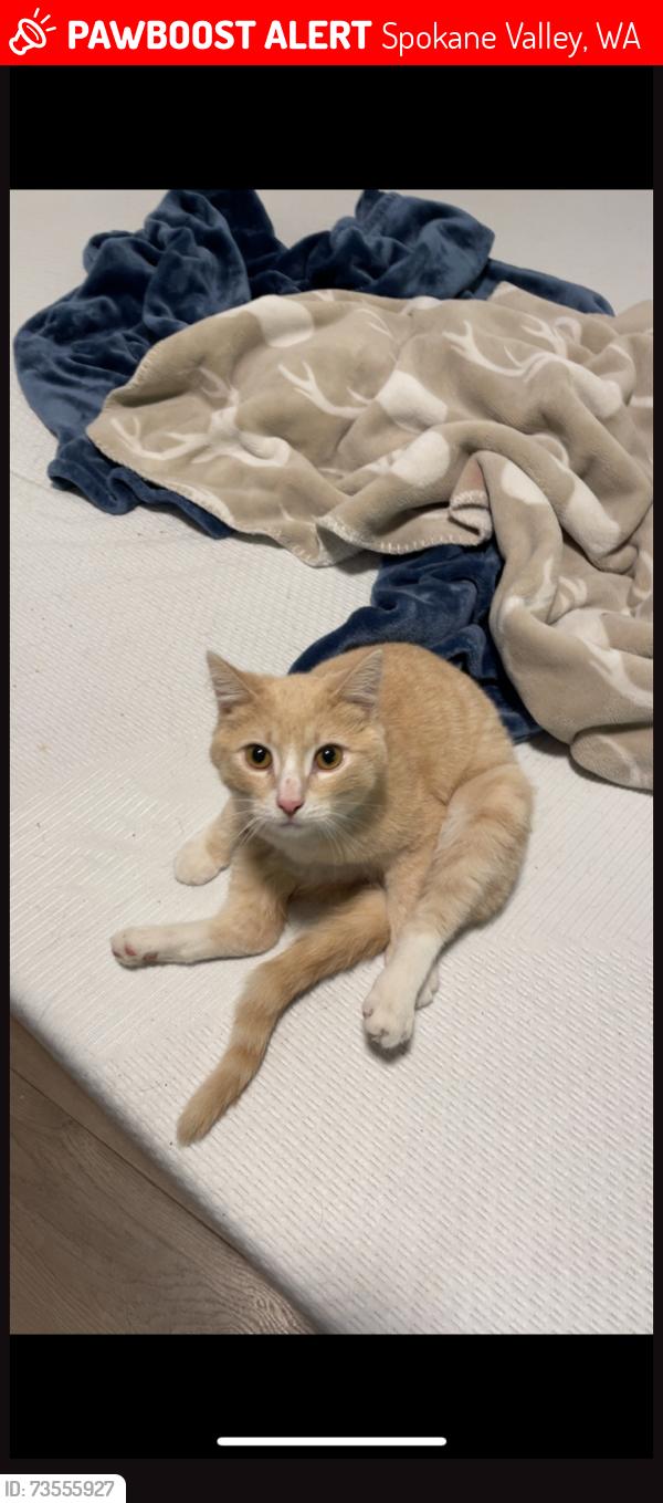 Lost Male Cat last seen University and mission, Spokane Valley, WA 99206