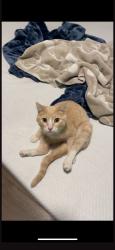 Lost Male Cat last seen University and mission, Spokane Valley, WA 99206