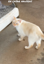 Reunited Male Cat last seen Bellamy Ln, Murfreesboro, TN 37128