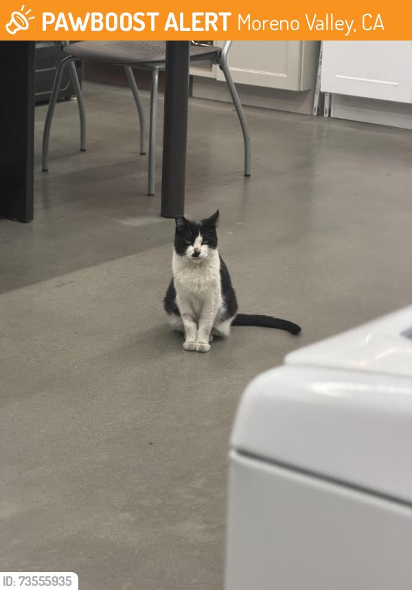 Found/Stray Unknown Cat last seen Inside Home Depot, Moreno Valley, CA 92557