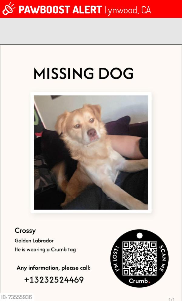 Lost Male Dog last seen Imperial and atlantic, Lynwood, CA 90262