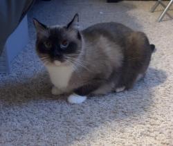 Reunited Female Cat last seen Near Freddy’s on 47th Ave, Greeley, CO 80634