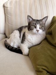 Lost Female Cat last seen Lankershim and Kling, Los Angeles, CA 91602