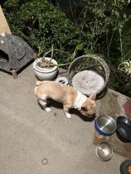 Found/Stray Male Dog last seen Webster ave, Long Beach, CA 90806