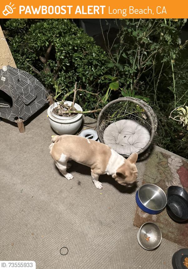 Found/Stray Male Dog last seen Webster ave, Long Beach, CA 90806