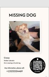 Lost Male Dog last seen Atlantic Blvd, and Imperial Hwy, Lynwood, CA 90262