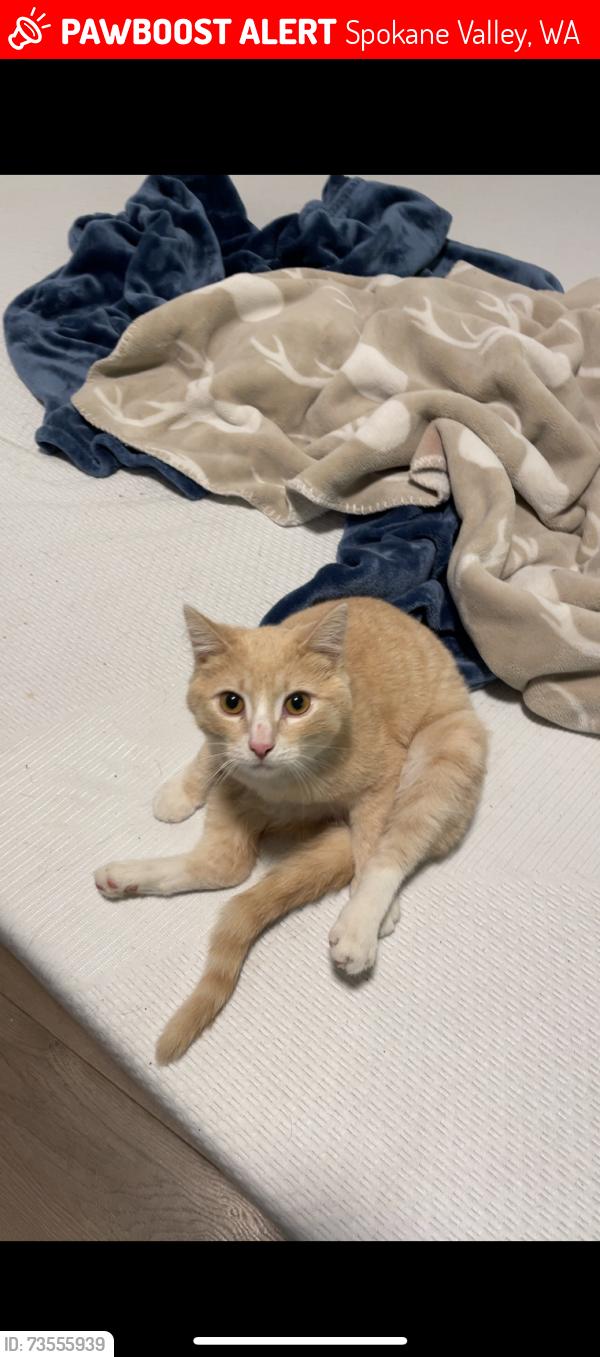 Lost Male Cat last seen Mission park, Spokane Valley, WA 99206