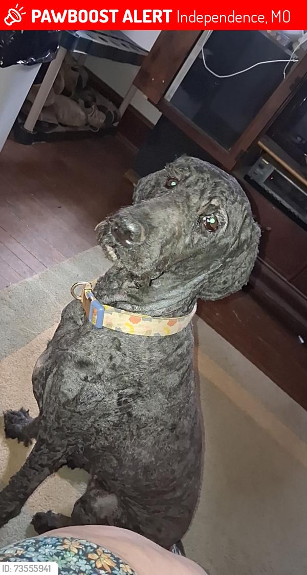 Lost Female Dog last seen Huttig and 24 hwy, Independence, MO 64053