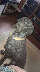 Lost Female Dog last seen Huttig and 24 hwy, Independence, MO 64053