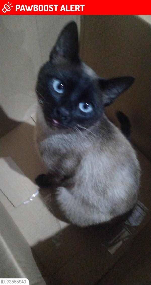 Lost Male Cat last seen em frente a igreja batista, Vargem Grande, PR 83321-270