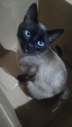 Lost Male Cat last seen em frente a igreja batista, Vargem Grande, PR 83321-270