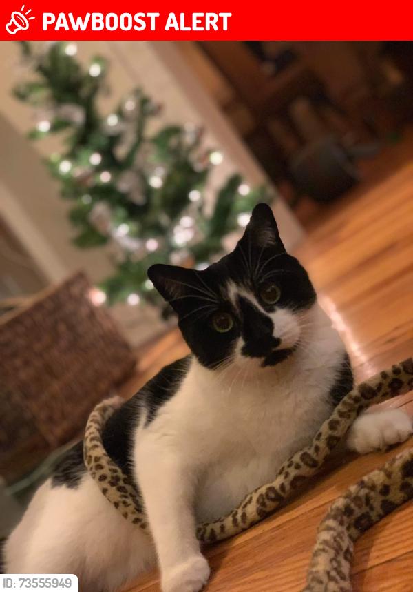 Lost Female Cat last seen Near berkshire road, Cleveland Heights, OH 44106