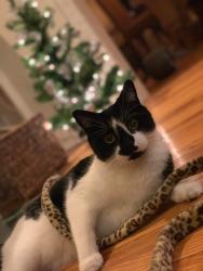 Lost Female Cat last seen Near berkshire road, Cleveland Heights, OH 44106