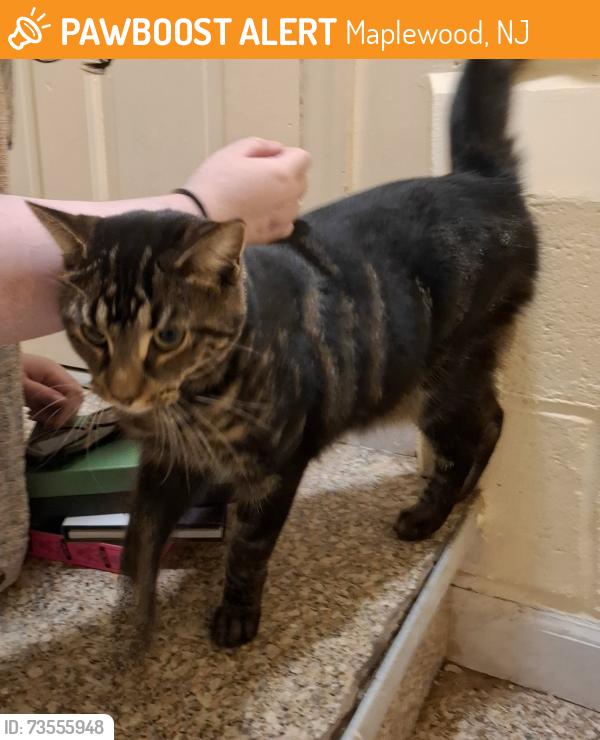 Found/Stray Unknown Cat last seen Prospect Street, Maplewood, NJ 07040