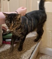Found/Stray Unknown Cat last seen Prospect Street, Maplewood, NJ 07040