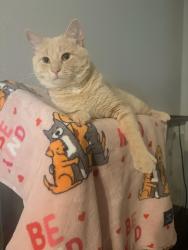 Lost Male Cat last seen 120th & york, Thornton, CO 80233