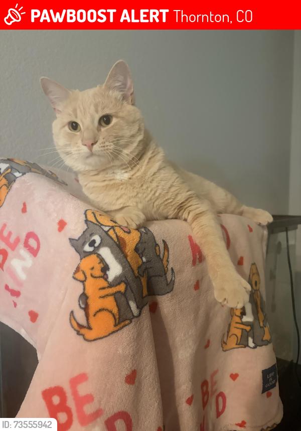 Lost Male Cat last seen 120th & york, Thornton, CO 80233